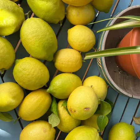 El Patio Del Limonero